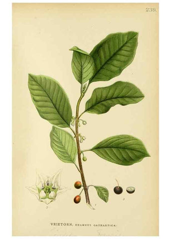 Reproducción/Reproduction 49157971252: Billeder af Nordens flora,. København,G.E.C. Gad,1901-1903 [i.e. 1907]. 