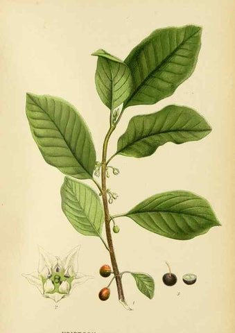 Reproducción/Reproduction 49157971252: Billeder af Nordens flora,. København,G.E.C. Gad,1901-1903 [i.e. 1907]. 