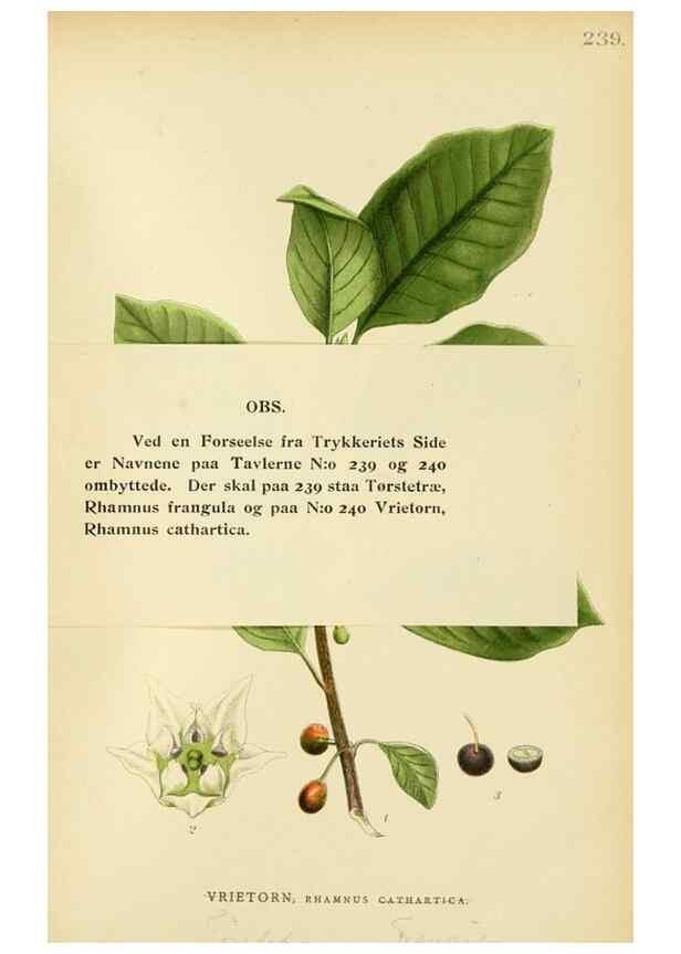 Reproducción/Reproduction 49157260323: Billeder af Nordens flora,. København,G.E.C. Gad,1901-1903 [i.e. 1907]. 