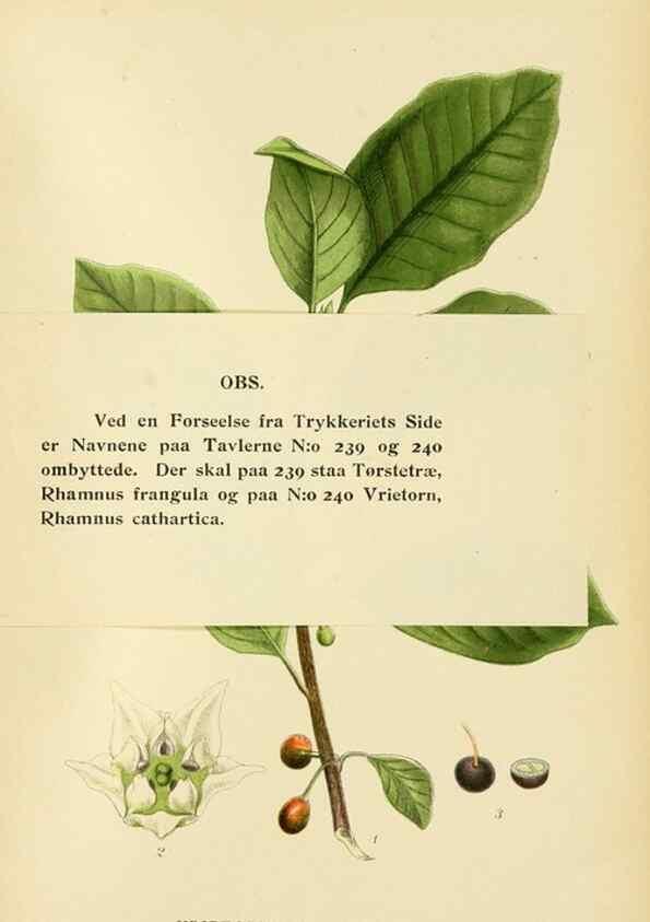 Reproducción/Reproduction 49157260323: Billeder af Nordens flora,. København,G.E.C. Gad,1901-1903 [i.e. 1907]. 