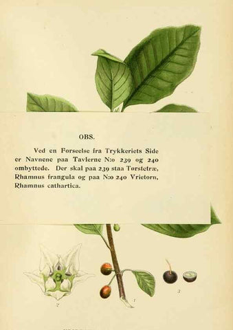 Reproducción/Reproduction 49157260323: Billeder af Nordens flora,. København,G.E.C. Gad,1901-1903 [i.e. 1907]. 
