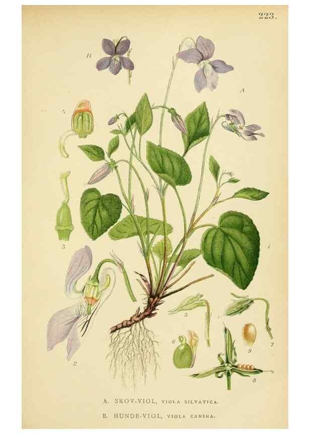 Reproducción/Reproduction 49157254138: Billeder af Nordens flora,. København,G.E.C. Gad,1901-1903 [i.e. 1907]. 