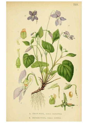 Reproducción/Reproduction 49157254138: Billeder af Nordens flora,. København,G.E.C. Gad,1901-1903 [i.e. 1907]. 