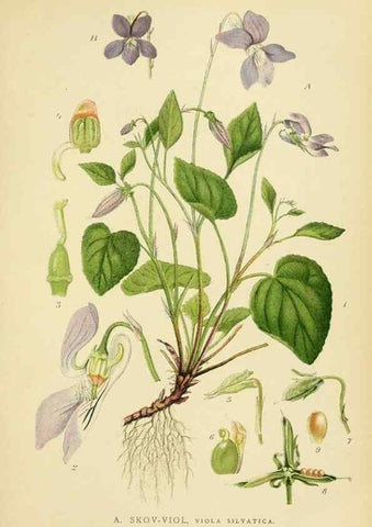 Reproducción/Reproduction 49157254138: Billeder af Nordens flora,. København,G.E.C. Gad,1901-1903 [i.e. 1907]. 