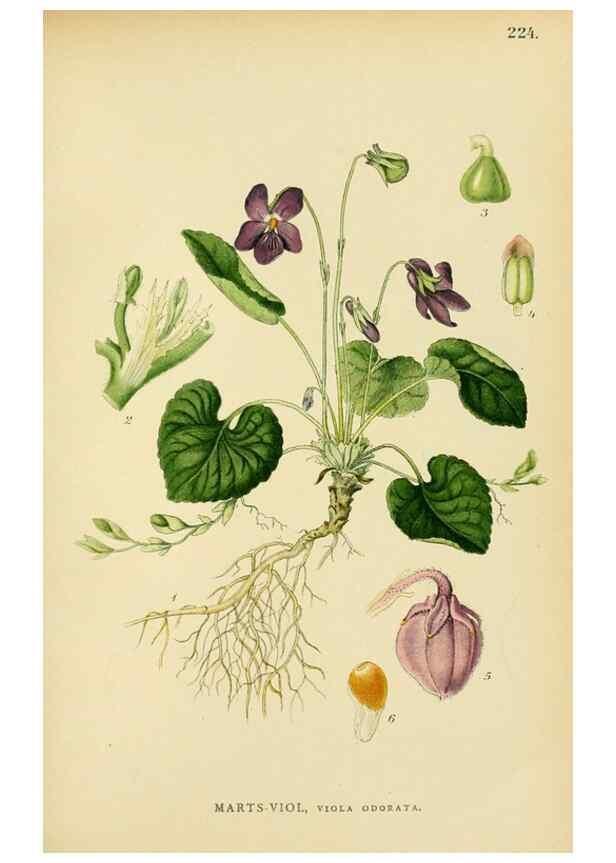 Reproducción/Reproduction 49157254543: Billeder af Nordens flora,. København,G.E.C. Gad,1901-1903 [i.e. 1907]. 