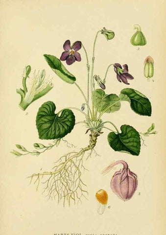 Reproducción/Reproduction 49157254543: Billeder af Nordens flora,. København,G.E.C. Gad,1901-1903 [i.e. 1907]. 