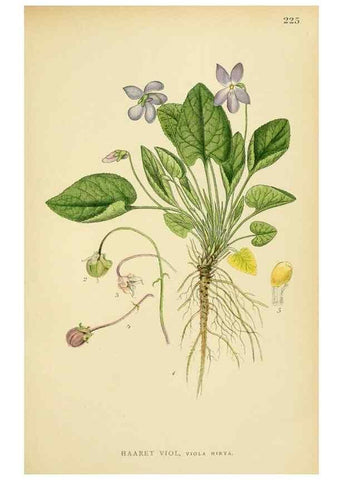 Reproducción/Reproduction 49157254913: Billeder af Nordens flora,. København,G.E.C. Gad,1901-1903 [i.e. 1907]. 