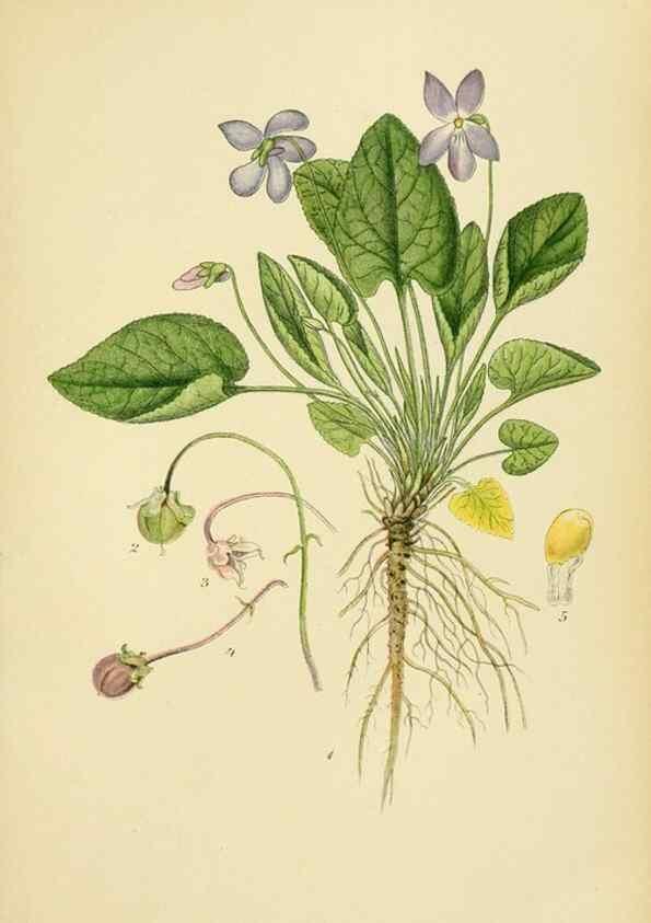 Reproducción/Reproduction 49157254913: Billeder af Nordens flora,. København,G.E.C. Gad,1901-1903 [i.e. 1907]. 