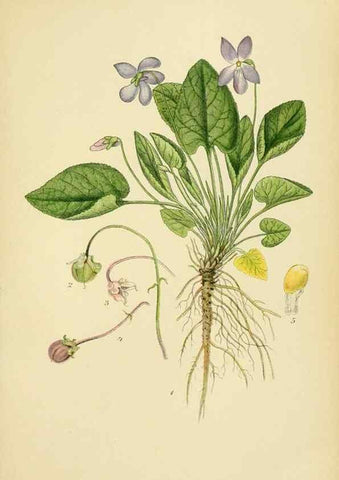 Reproducción/Reproduction 49157254913: Billeder af Nordens flora,. København,G.E.C. Gad,1901-1903 [i.e. 1907]. 