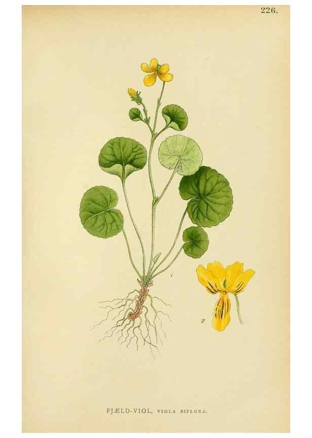 Reproducción/Reproduction 49157255298: Billeder af Nordens flora,. København,G.E.C. Gad,1901-1903 [i.e. 1907]. 