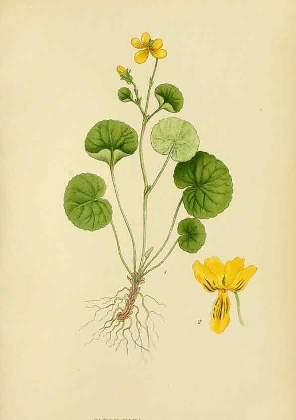 Reproducción/Reproduction 49157255298: Billeder af Nordens flora,. København,G.E.C. Gad,1901-1903 [i.e. 1907]. 