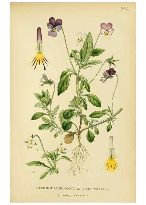 Reproducción/Reproduction 49157966042: Billeder af Nordens flora,. København,G.E.C. Gad,1901-1903 [i.e. 1907]. 