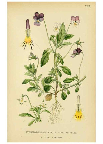 Reproducción/Reproduction 49157966042: Billeder af Nordens flora,. København,G.E.C. Gad,1901-1903 [i.e. 1907]. 
