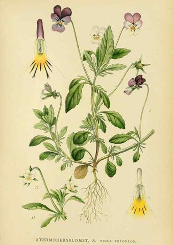 Reproducción/Reproduction 49157966042: Billeder af Nordens flora,. København,G.E.C. Gad,1901-1903 [i.e. 1907]. 