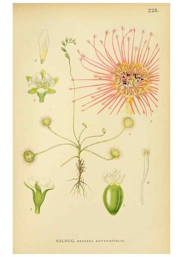 Reproducción/Reproduction 49157743721: Billeder af Nordens flora,. København,G.E.C. Gad,1901-1903 [i.e. 1907]. 