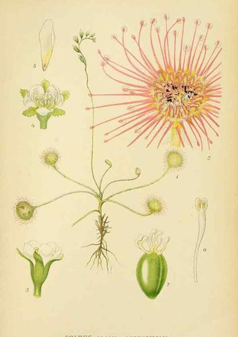 Reproducción/Reproduction 49157743721: Billeder af Nordens flora,. København,G.E.C. Gad,1901-1903 [i.e. 1907]. 
