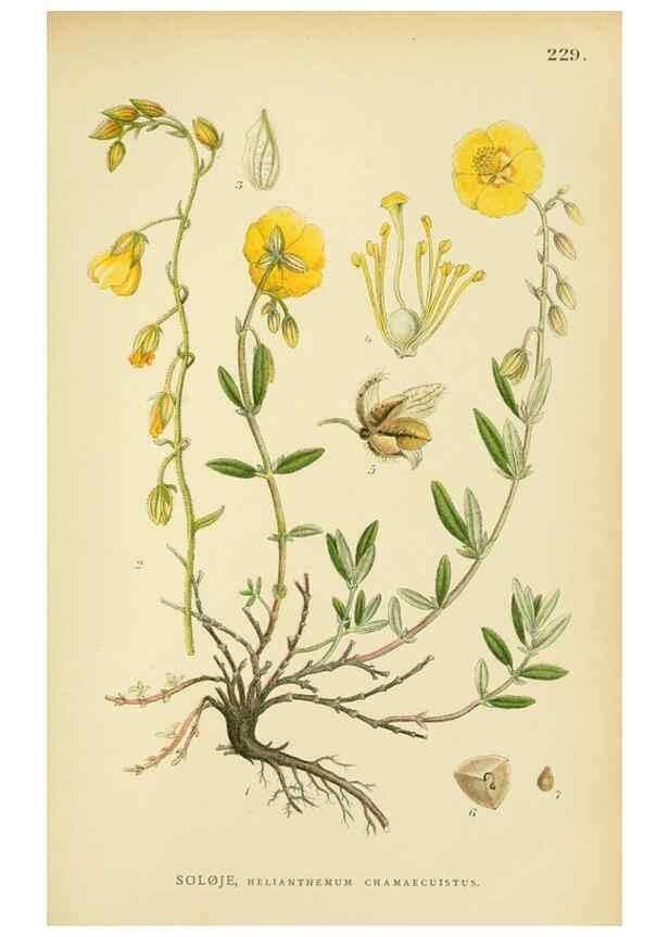 Reproducción/Reproduction 49157744156: Billeder af Nordens flora,. København,G.E.C. Gad,1901-1903 [i.e. 1907]. 