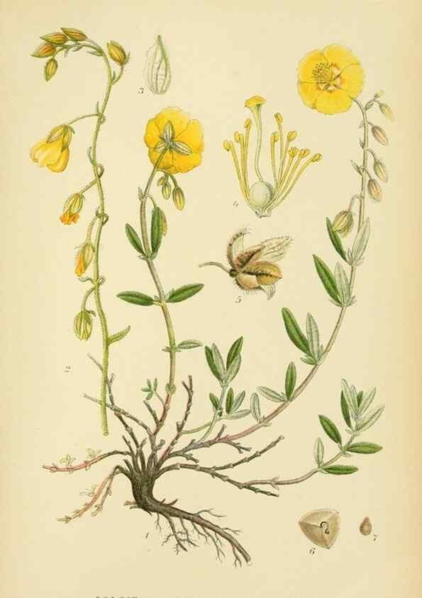 Reproducción/Reproduction 49157744156: Billeder af Nordens flora,. København,G.E.C. Gad,1901-1903 [i.e. 1907]. 