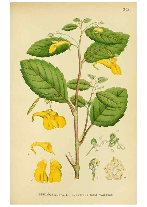 Reproducción/Reproduction 49157741201: Billeder af Nordens flora,. København,G.E.C. Gad,1901-1903 [i.e. 1907]. 