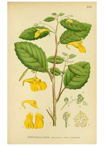 Reproducción/Reproduction 49157741201: Billeder af Nordens flora,. København,G.E.C. Gad,1901-1903 [i.e. 1907]. 