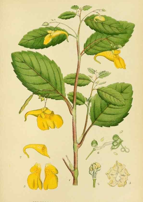 Reproducción/Reproduction 49157741201: Billeder af Nordens flora,. København,G.E.C. Gad,1901-1903 [i.e. 1907]. 