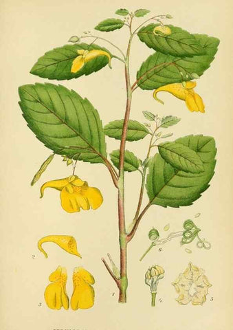 Reproducción/Reproduction 49157741201: Billeder af Nordens flora,. København,G.E.C. Gad,1901-1903 [i.e. 1907]. 