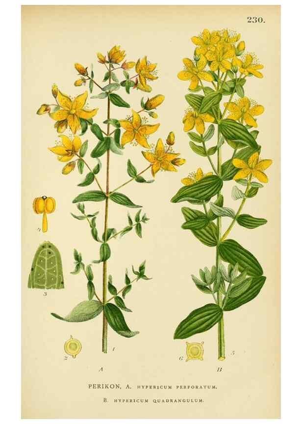 Reproducción/Reproduction 49157256873: Billeder af Nordens flora,. København,G.E.C. Gad,1901-1903 [i.e. 1907]. 
