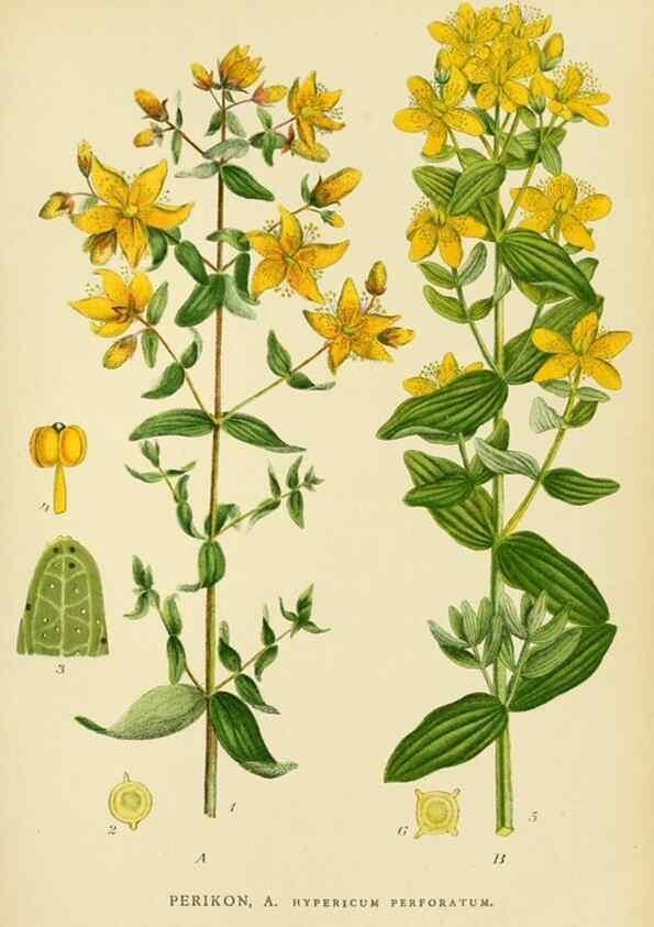 Reproducción/Reproduction 49157256873: Billeder af Nordens flora,. København,G.E.C. Gad,1901-1903 [i.e. 1907]. 