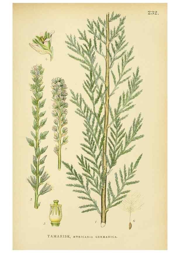 Reproducción/Reproduction 49157745191: Billeder af Nordens flora,. København,G.E.C. Gad,1901-1903 [i.e. 1907]. 