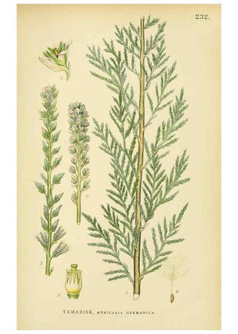 Reproducción/Reproduction 49157745191: Billeder af Nordens flora,. København,G.E.C. Gad,1901-1903 [i.e. 1907]. 