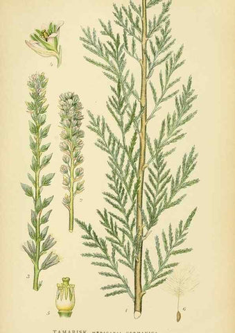 Reproducción/Reproduction 49157745191: Billeder af Nordens flora,. København,G.E.C. Gad,1901-1903 [i.e. 1907]. 