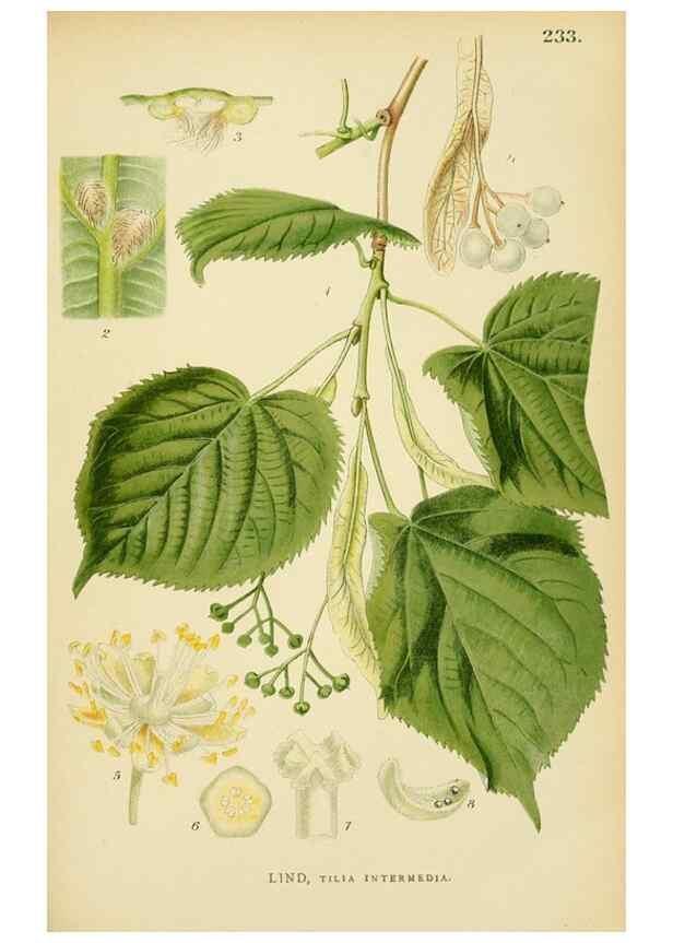 Reproducción/Reproduction 49157257773: Billeder af Nordens flora,. København,G.E.C. Gad,1901-1903 [i.e. 1907]. 