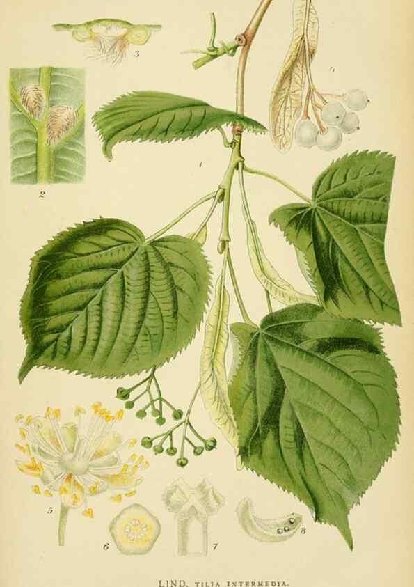 Reproducción/Reproduction 49157257773: Billeder af Nordens flora,. København,G.E.C. Gad,1901-1903 [i.e. 1907]. 
