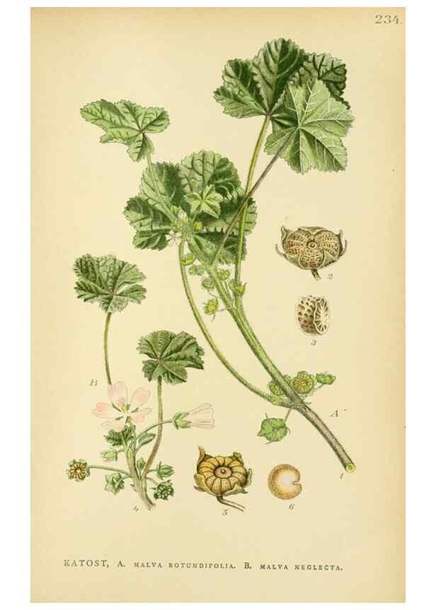 Reproducción/Reproduction 49157745876: Billeder af Nordens flora,. København,G.E.C. Gad,1901-1903 [i.e. 1907]. 