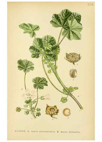 Reproducción/Reproduction 49157745876: Billeder af Nordens flora,. København,G.E.C. Gad,1901-1903 [i.e. 1907]. 