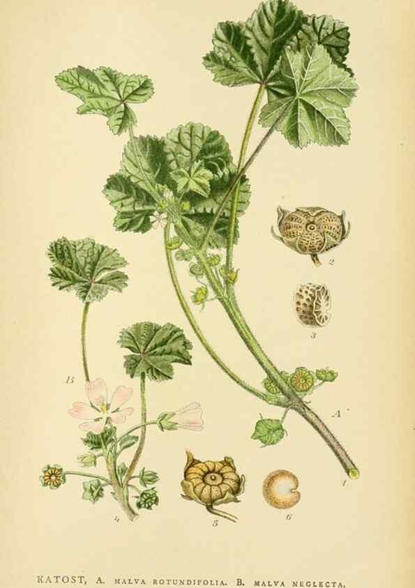Reproducción/Reproduction 49157745876: Billeder af Nordens flora,. København,G.E.C. Gad,1901-1903 [i.e. 1907]. 