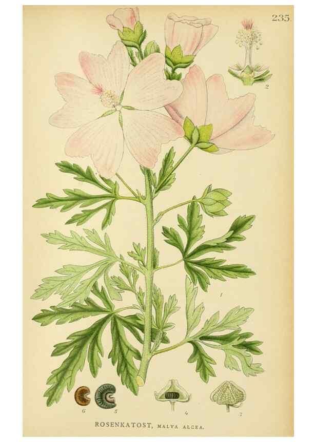 Reproducción/Reproduction 49157969232: Billeder af Nordens flora,. København,G.E.C. Gad,1901-1903 [i.e. 1907]. 