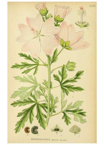 Reproducción/Reproduction 49157969232: Billeder af Nordens flora,. København,G.E.C. Gad,1901-1903 [i.e. 1907]. 