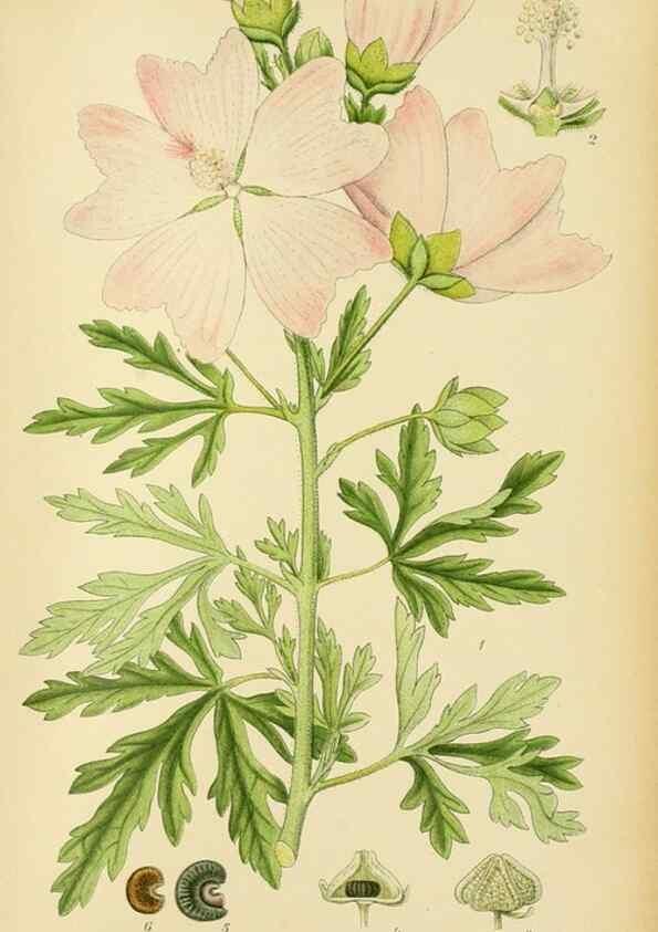 Reproducción/Reproduction 49157969232: Billeder af Nordens flora,. København,G.E.C. Gad,1901-1903 [i.e. 1907]. 