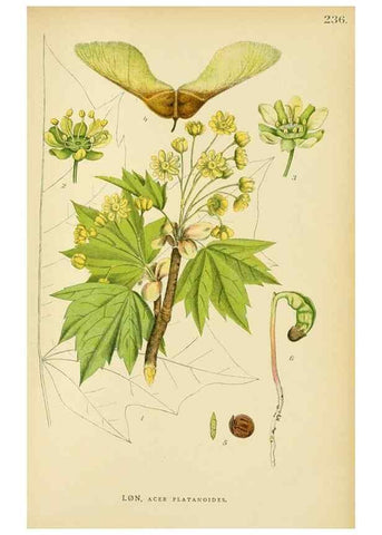 Reproducción/Reproduction 49157969587: Billeder af Nordens flora,. København,G.E.C. Gad,1901-1903 [i.e. 1907]. 