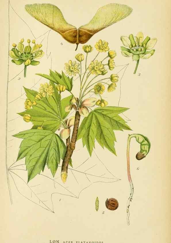 Reproducción/Reproduction 49157969587: Billeder af Nordens flora,. København,G.E.C. Gad,1901-1903 [i.e. 1907]. 