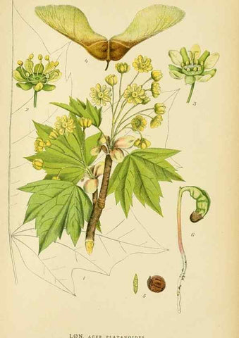 Reproducción/Reproduction 49157969587: Billeder af Nordens flora,. København,G.E.C. Gad,1901-1903 [i.e. 1907]. 