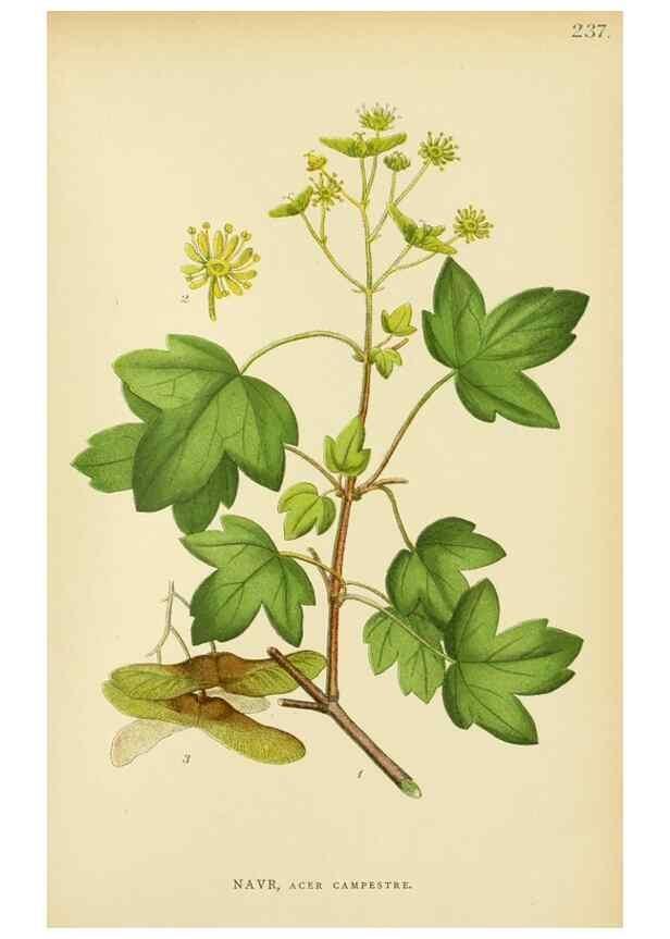 Reproducción/Reproduction 49157969977: Billeder af Nordens flora,. København,G.E.C. Gad,1901-1903 [i.e. 1907]. 