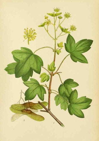 Reproducción/Reproduction 49157969977: Billeder af Nordens flora,. København,G.E.C. Gad,1901-1903 [i.e. 1907]. 