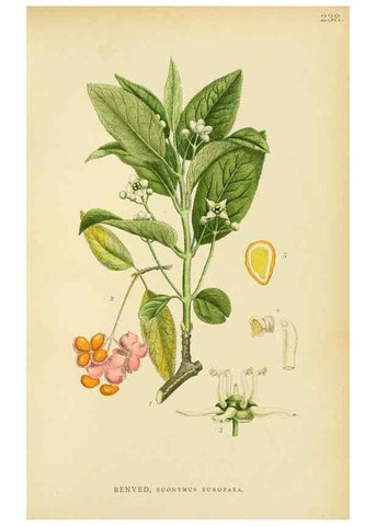 Reproducción/Reproduction 49157259813: Billeder af Nordens flora,. København,G.E.C. Gad,1901-1903 [i.e. 1907]. 