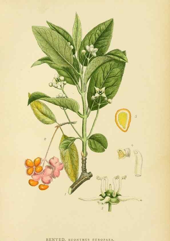 Reproducción/Reproduction 49157259813: Billeder af Nordens flora,. København,G.E.C. Gad,1901-1903 [i.e. 1907]. 