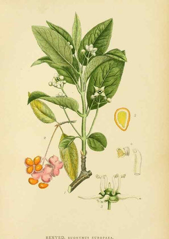 Reproducción/Reproduction 49157259813: Billeder af Nordens flora,. København,G.E.C. Gad,1901-1903 [i.e. 1907]. 