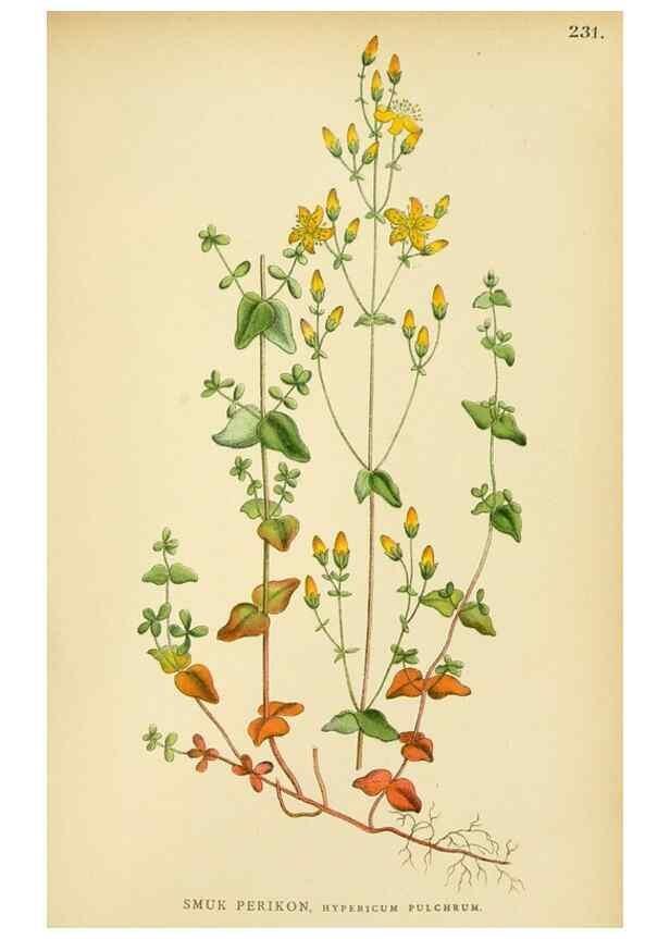 Reproducción/Reproduction 49157257168: Billeder af Nordens flora,. København,G.E.C. Gad,1901-1903 [i.e. 1907]. 