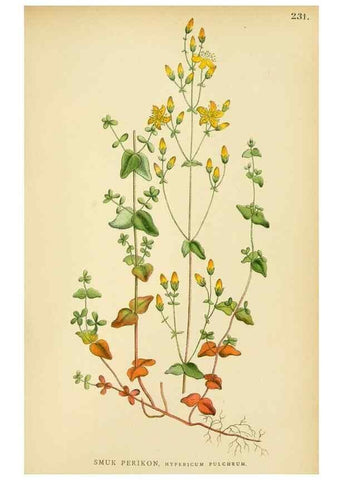 Reproducción/Reproduction 49157257168: Billeder af Nordens flora,. København,G.E.C. Gad,1901-1903 [i.e. 1907]. 