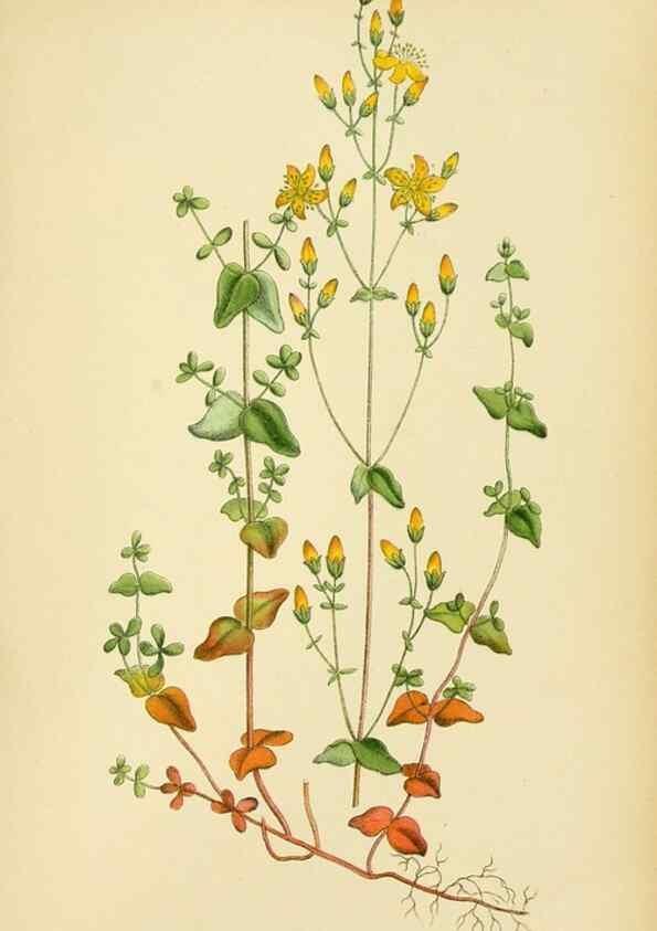 Reproducción/Reproduction 49157257168: Billeder af Nordens flora,. København,G.E.C. Gad,1901-1903 [i.e. 1907]. 